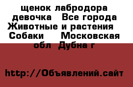 щенок лабродора девочка - Все города Животные и растения » Собаки   . Московская обл.,Дубна г.